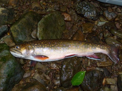 image of brook trout